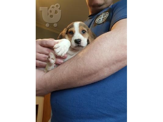 Πανέμορφα κουτάβια Beagle.